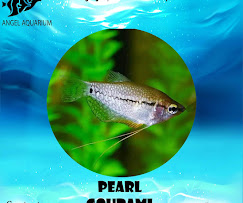 Company Banner 3