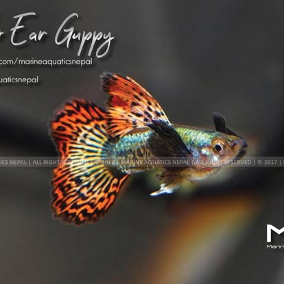 Company Banner 3