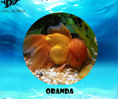 Company Banner 4